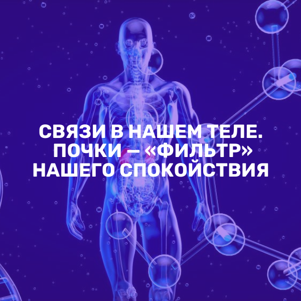 Почки — «фильтр» нашего спокойствия