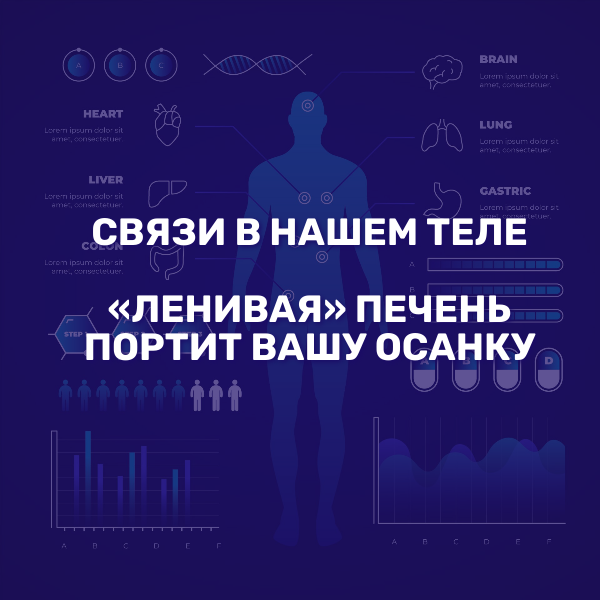 Связи в нашем теле. «Ленивая» печень портит вашу осанку.