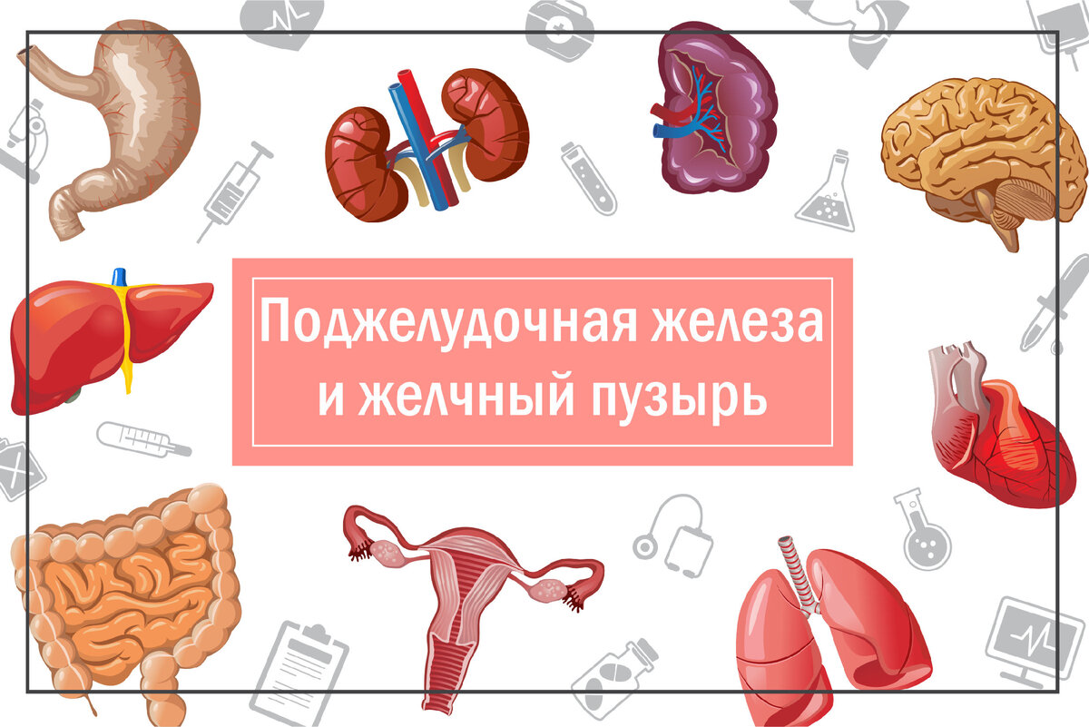 Связи в нашем теле, о которых вы не знали. Поджелудочная железа и желчный пузырь.