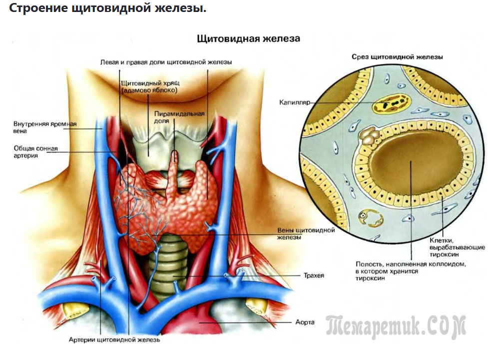 Чувствуете себя разбитым, набираете вес без причины, а настроение скачет?