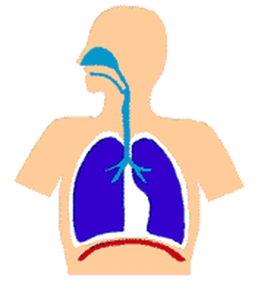 Дыхательная система диафрагма. Органы дыхания анимация. Дыхание легкие. Анимация легких. Роль грудной клетки в процессе дыхания